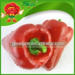 Sweet red/yellow pepper best fresh green capsicum