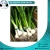 Import Top Quality Fresh Garlic from Egypt
