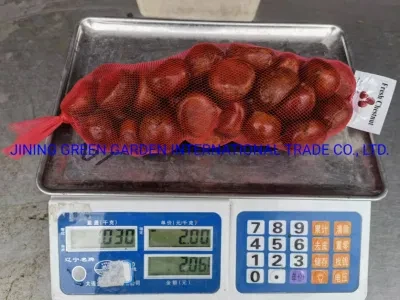 Top Quality of Professional Export 80-100PCS/Kg New Crop Fresh Chestnut Supplier