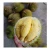 Import VIETNAMESE BEST QUALITY DURIAN FRUIT 2020 - Fresh Durian / Dry Durian /  Durian Frozen at Competitive Price from Vietnam