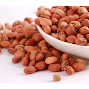 Vigna Beans Green Mung Bean / Moong beans