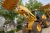 wheel loader LW300FN Earth Moving Machinery LW300F with fork price for sale