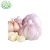 Import Wholesale 2020 new fresh garlic supplier normal white garlic from China