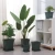 Import Wholesale colorful plastic flower pot,cheap flower pots,luckybamboo pots from China