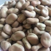 Wholesale High Quality Dried Broad Beans Fava Beans price