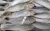 Import Wholesale IQF Frozen Mackerel Fish Prices from China