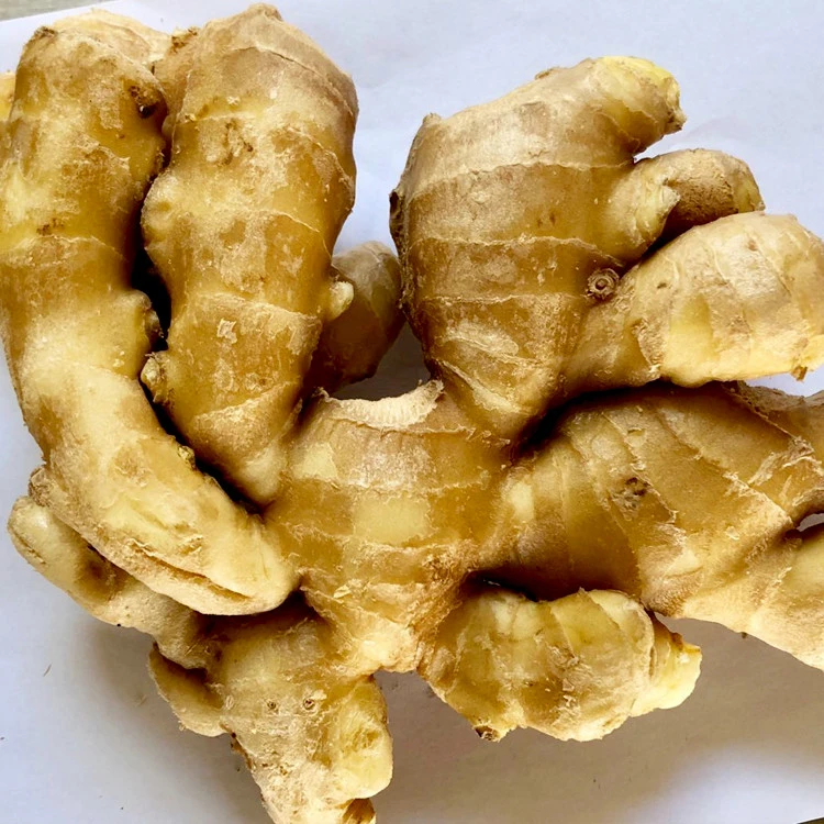 Wholesale newest crop vegetables yellow fresh ginger