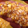 Yellow Corn/Maize for Animal Feed / YELLOW CORN FOR POULTRY FEED
