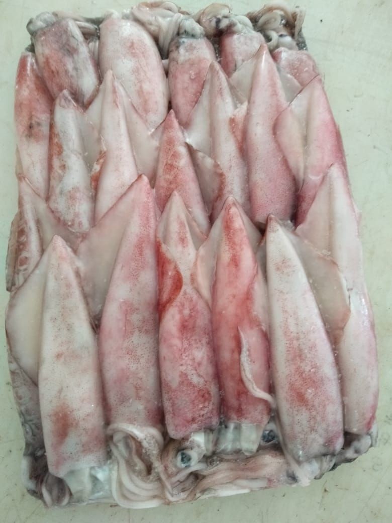 Buy Frozen Squid from Company - srianna, Australia | Tradewheel.com