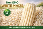 Non GMO white Maize Grain