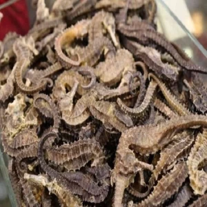 Best Quality, Dust Free, Well Dried, Seahorse Fish Available in Wholesale