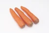 Carrots fresh carrots fresh vegetables