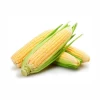 Corn Supplies