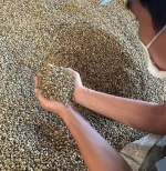 Robusta coffee beans