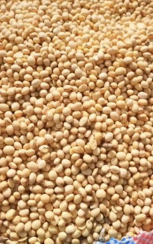 Non-GMO Soybean Seeds