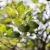 Import Premium Fresh Brazilian Lime Tahiti  Flavorful from Brazil