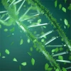 For Biodiese (Lipase)