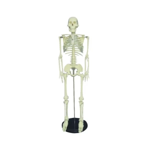 Best Price Dissection Training/Teaching Resources Human Skeleton Neural Model 180cm