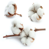 Organic raw cotton bales Ready For International Market