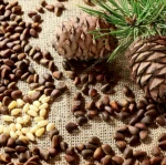 Hot Selling Cameroonian Pine Nut Kernels at Wholesale Cheap Price