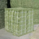 Fresh Green Alfalfa Hay Rich In Nutrients Alfalfa Hay Ideal For Horse Cattle And Sheep Feeding