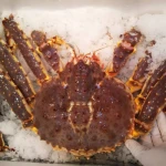 Live King Crab