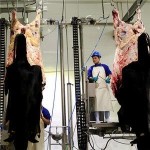 Halal Cattle Slaughterhouse With Beef Butcher Abattoir Meat Process Machinery