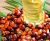 Import REFINED PALM OIL / Red Palm Oil / Crude Palm Oil from South Africa