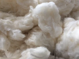 Raw organic cotton