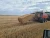 Import Wheat straw bales from Romania