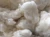 Import Raw organic cotton from South Africa