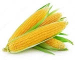 Corn, Yellow Maize Corn, Yellow Corn