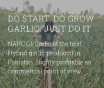 G1 Narc Garlic