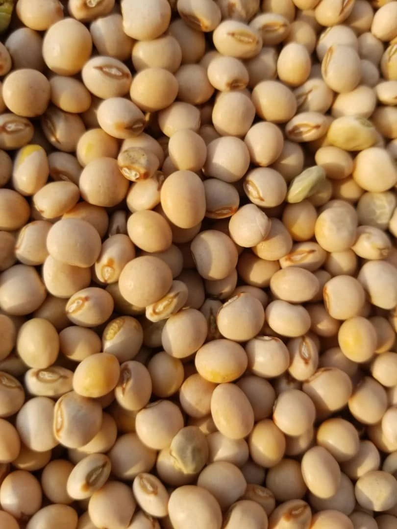 Buy Pigeon Peas from Jmakale Enterprise, Tanzania