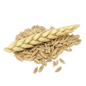 Rye grain