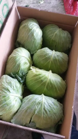 New Crop of Fresh Vegetables Fresh Round and Flat Cabbages