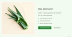 Aloe Vera (Leaves/ raw)