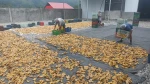 Fresh organic Ginger and Dehydrated premium ginger pieces
