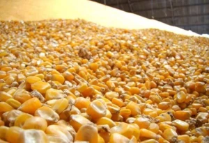 YELLOW CORN