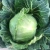 Import New Crop of Fresh Vegetables Fresh Round and Flat Cabbages from South Africa