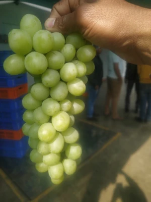 Varieties of Seedless Fresh Grapes, Thompson, Sharad, Sonaka