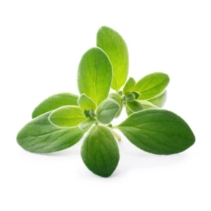 High Grade Marjoram