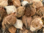 Semi Husked Coconut and Kratom powder