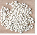 Premium Quality Butter bean white kidney beans