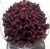 Import 100% Nature Dried Schizandra Fruits from China