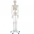 Import 170cm high human skeleton model,Pure white human skeleton teaching model,Medical science human skeleton model from China