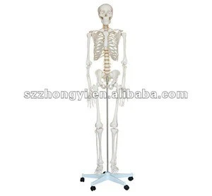 180cm human skeleton model/plastic skeletons/medical skeleton