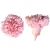 Import 8 pieces/box Carnation Flower Fresh Cut 4-5cm  Preserved Flowers of Resup from China