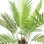 Import 90cm palm tree in pot from China