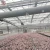 Import Agricultural planting strawberry large-span greenhouse film greenhouse cultivation garden greenhouse from China